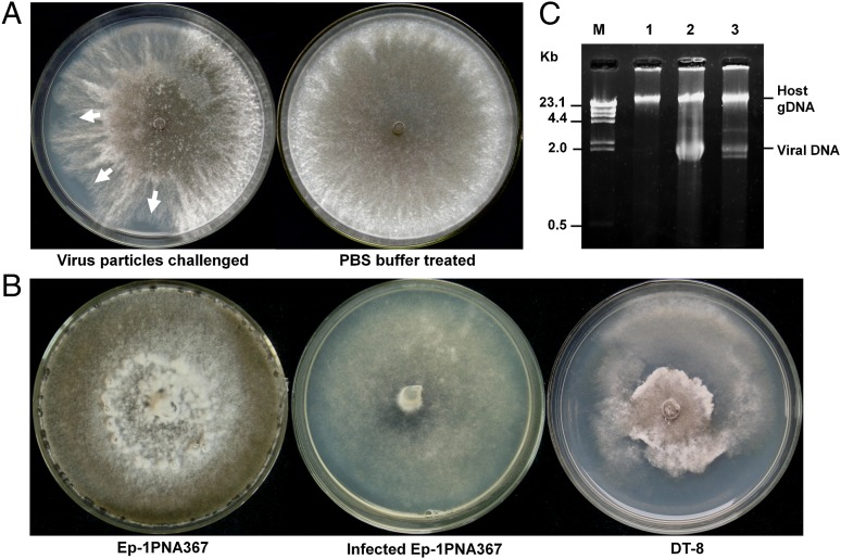 Plate assays mycovirus